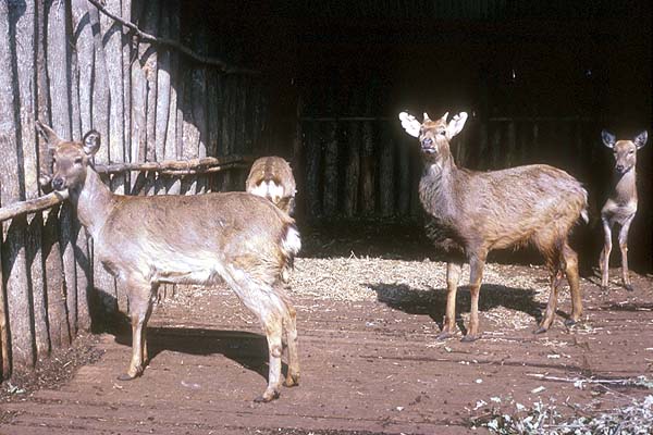 Baoshan Zoo